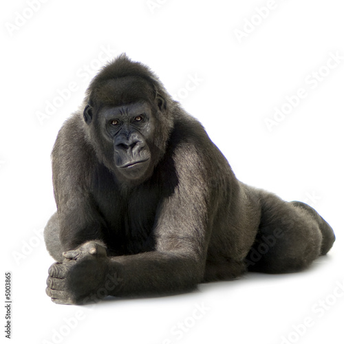 Naklejka portret zwierzę małpa