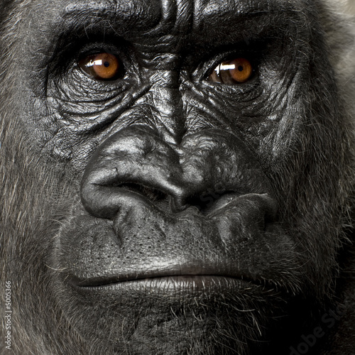 Obraz na płótnie zwierzę portret małpa zbliżenie king kong