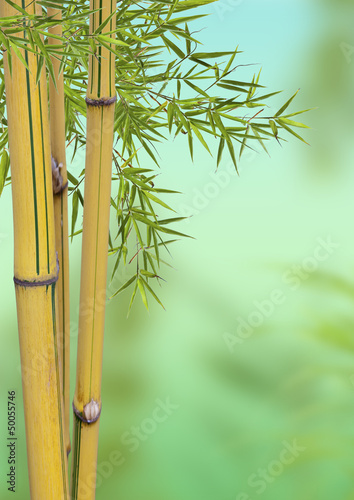 Naklejka bambus azjatycki zen roślina