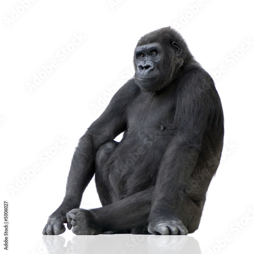 Fototapeta małpa portret zwierzę siedzący ekspresyjny