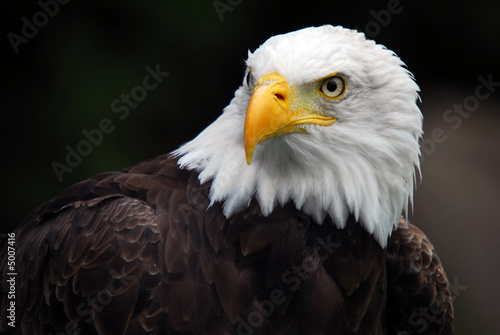 Fototapeta zwierzę natura ptak ameryka