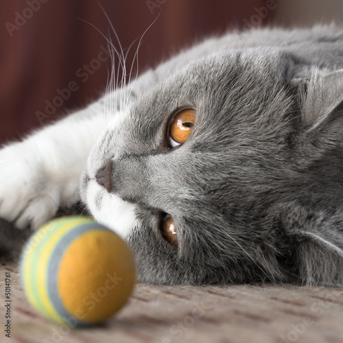 Fototapeta Srebrny kociak bawi się piłką