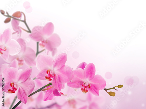 Plakat ładny storczyk kwiat natura orientalne
