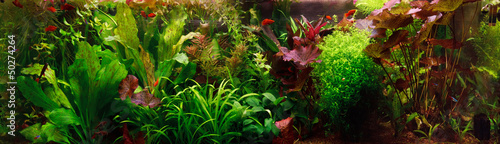 Fotoroleta panoramiczny podwodne roślina zwierzę mech