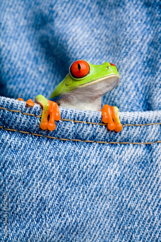 Fototapeta żaba płaz zwierzę natura spodnie