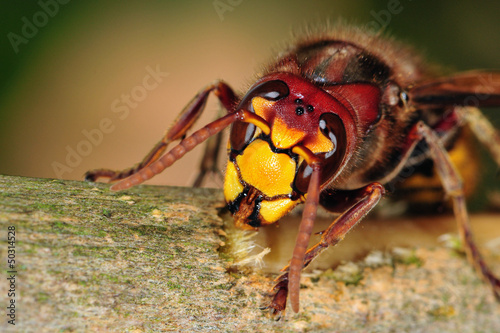 Fototapeta zwierzę bee szerszeń owad 