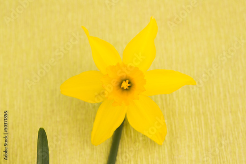 Naklejka świeży natura narcyz kwiat