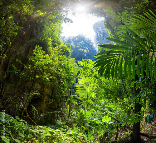 Fotoroleta dżungla las roślinność bezdroża roślina