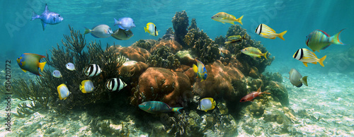 Fotoroleta rafa morze zwierzę