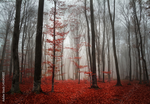 Naklejka Jesienna mgła w lesie