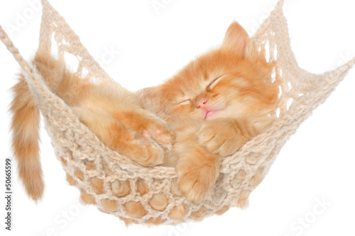 Fotoroleta kot ładny kociak zwierzę hamak