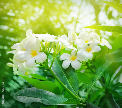 Naklejka Białe kwiaty