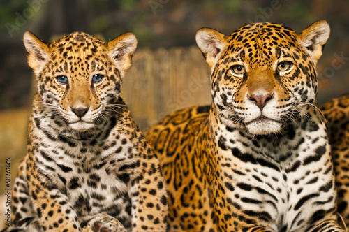 Naklejka kot twarz jaguar portret dziki