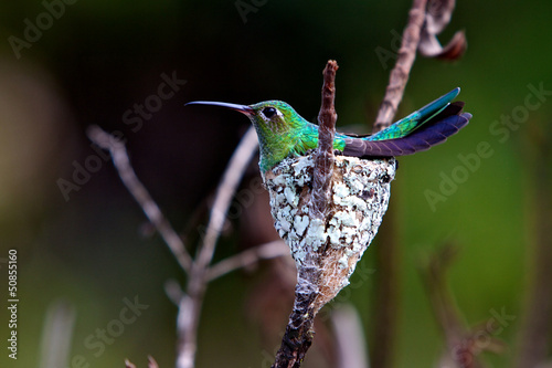 Fototapeta zwierzę ptak brazylia