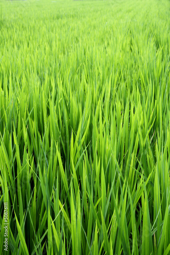 Obraz na płótnie roślina jedzenie trawa
