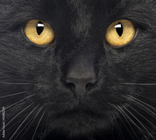 Plakat oko ssak zwierzę kot