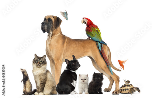 Plakat Grupa zwierząt