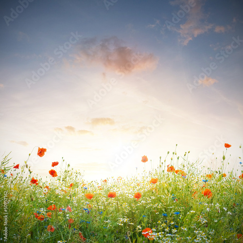 Fotoroleta trawa wieś kwiat krajobraz słońce