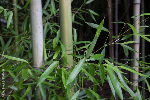 Fotoroleta bambus trawa natura streszczenie