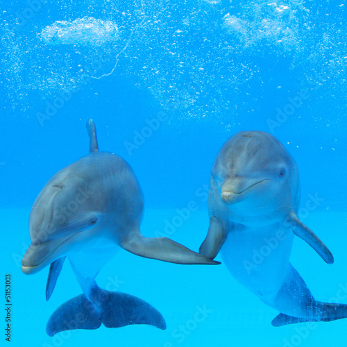 Fototapeta uśmiech woda ssak zwierzę miłość
