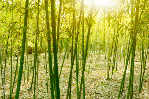 Naklejka drzewa natura roślina niebo bambus