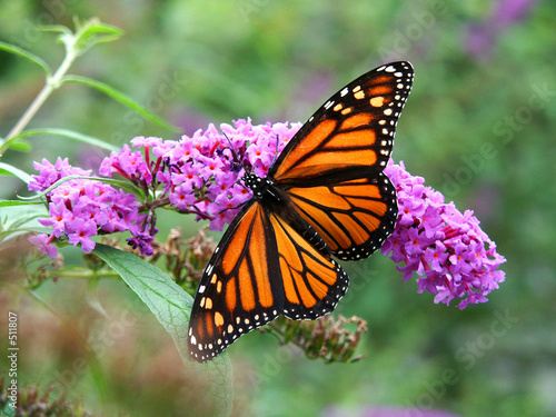 Naklejka zwierzę motyl kwiat ogród