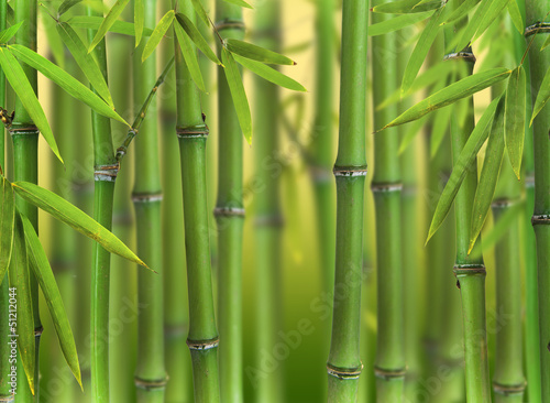 Naklejka Pędy bambusa