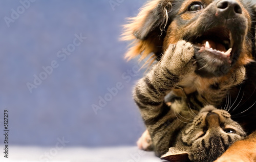Fototapeta szczenię pies kot twarz zwierzę