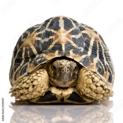 Plakat żółw indyjski zwierzę gad kręgowych