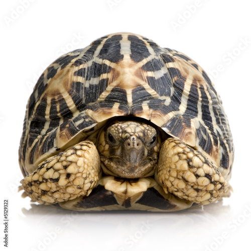 Plakat żółw gad zwierzę