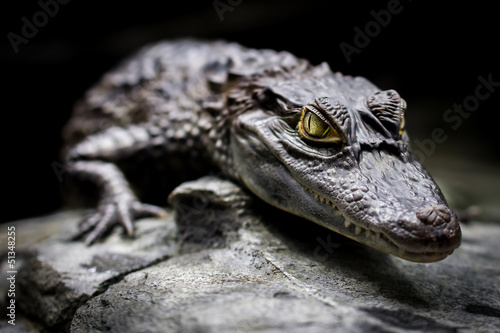 Fototapeta oko krokodyl zwierzę gad