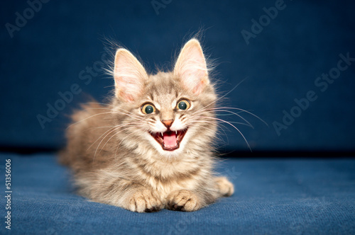 Obraz na płótnie ładny zwierzę kociak oko