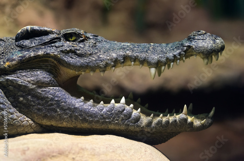 Naklejka krokodyl portret uśmiech