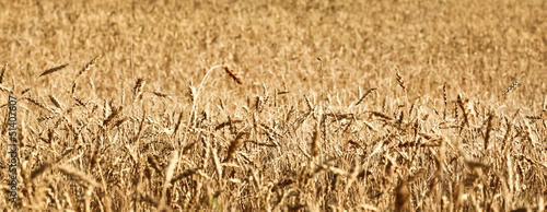 Fotoroleta piękny pole rolnictwo pszenica jedzenie