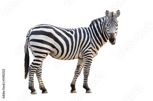 Fotoroleta Portret zebry