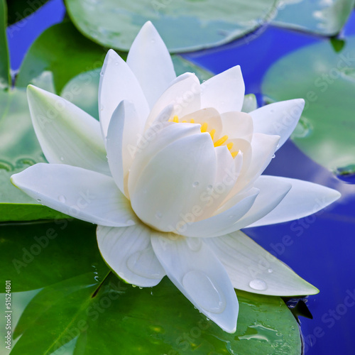 Obraz na płótnie kwiat wzór kwitnący woda natura