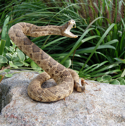 Fotoroleta gad zwierzę loki ogród wąż