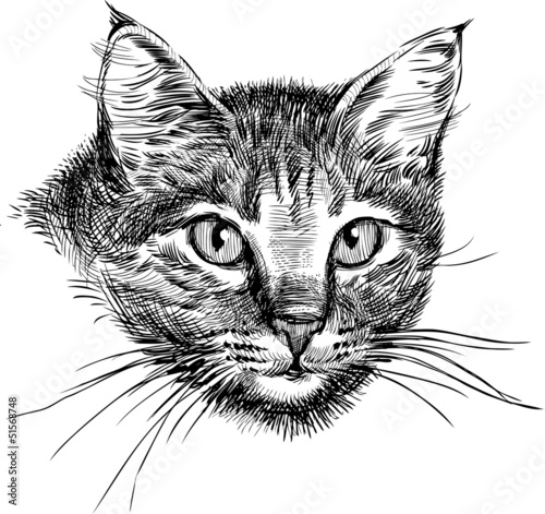Obraz na płótnie Głowa kota szkic