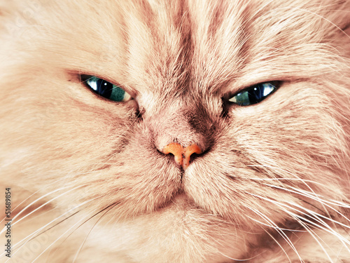 Fototapeta Portret twarzy kota