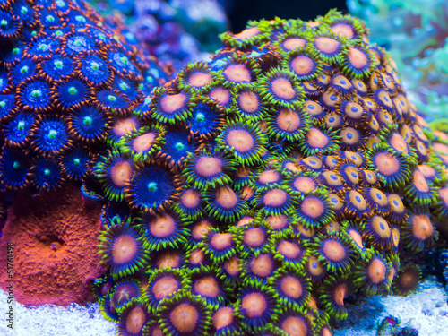 Fotoroleta koral zielony fluorescencyjny pomarańczowy akwarium