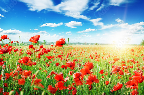 Plakat kwiat rolnictwo pejzaż trawa niebo