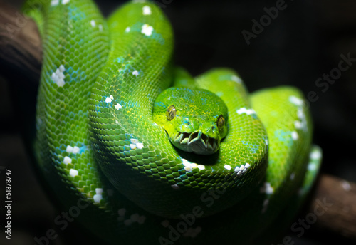 Fotoroleta zwierzę gad oko wąż