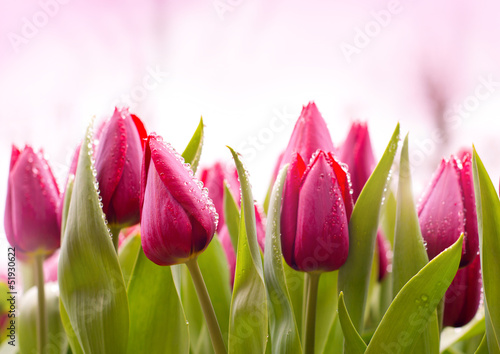 Fototapeta Świeże tulipany z kroplami rosy na płatkach