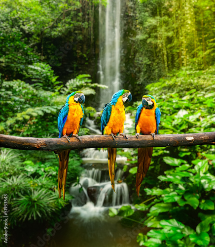 Plakat zwierzę dżungla ptak wodospad dziki