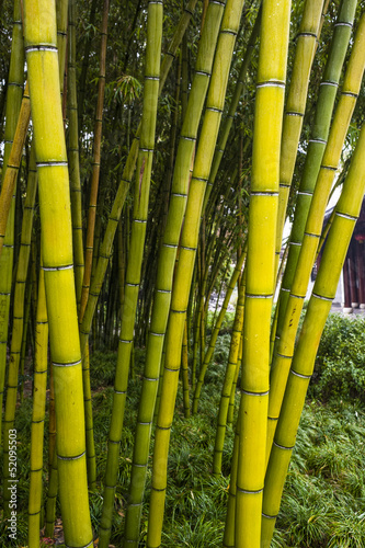 Fototapeta ogród świeży bambus