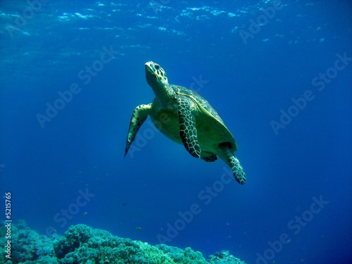 Plakat żółw morze czerwone gad ssak morze