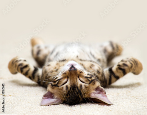 Fototapeta zwierzę kociak kot odpoczywać
