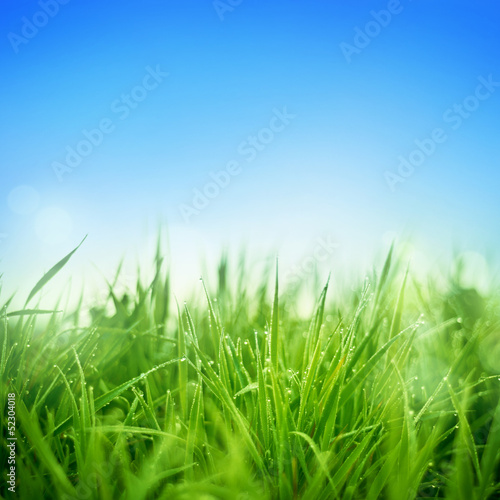 Fototapeta pole niebo łąka trawa wilgotny
