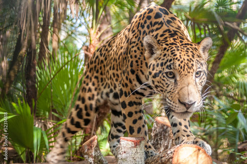 Naklejka las ameryka zwierzę natura jaguar