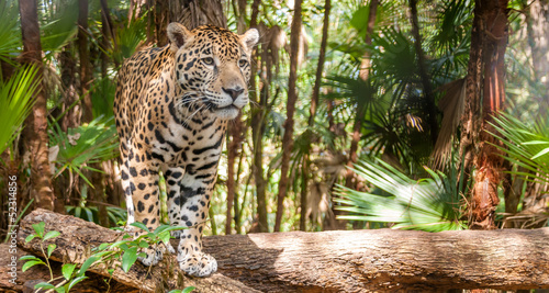 Plakat zwierzę natura dziki jaguar las